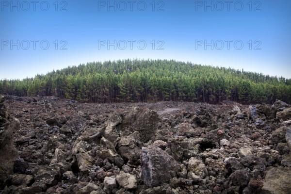 This vibrant landscape captures the contrast between a dense pine forest and the rugged volcanic