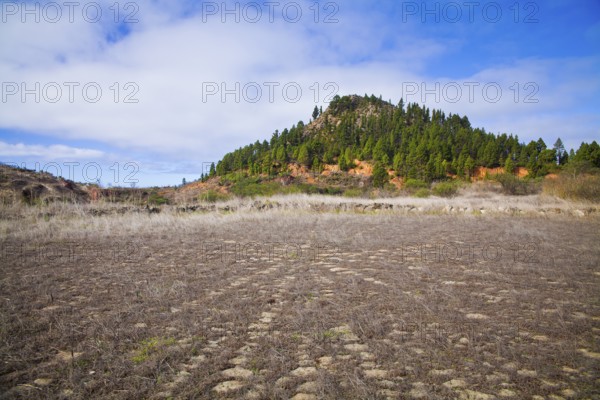 Captivating landscape of El Tanque, Tenerife, featuring the remnants of wheat hiking paths, lush
