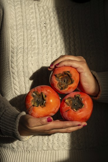A woman hands gently cradle three ripe persimmons against a textured, cozy sweater background. The