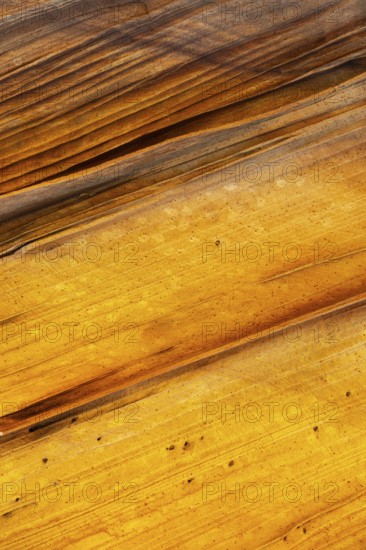 Close-up shot highlighting the natural, golden hues and striped pattern of golden desert sandstone.