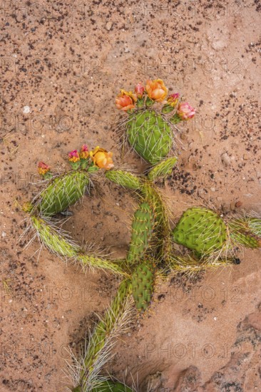 A colorful cactus blooms with vibrant orange flowers against a background of sandy soil in Coyote