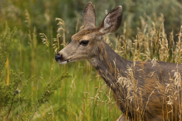 A close-up photograph capturing a mule deer standing amidst tall, sunlit grasses in Colorado,
