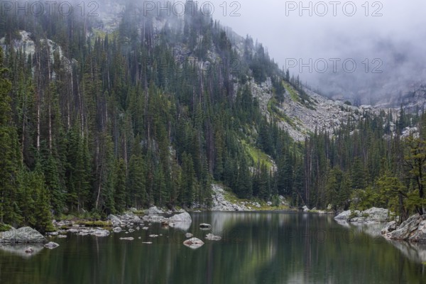 A tranquil mountain lake in Colorado, shrouded in mist, nestled within dense, towering pine forests