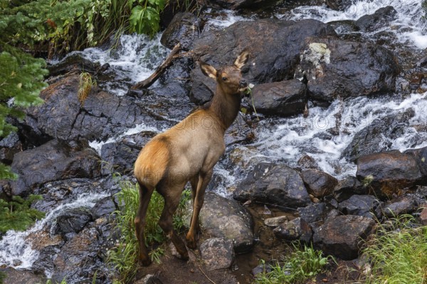 An elk stands by a rocky, rushing stream in Colorado, surrounded by lush greenery and wet stones,