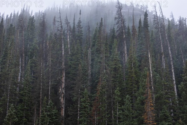 A serene view of tall conifer trees shrouded in mist at the Rocky Mountain National Park in