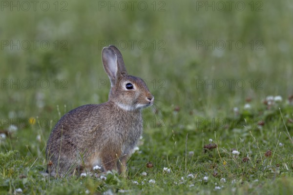 With increasing age, the young wild rabbit (Oryctolagus cuniculus) becomes more and more