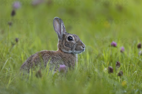 A few minutes ago, the wild rabbit (Oryctolagus cuniculus) left the safe cover of a hedge, Germany