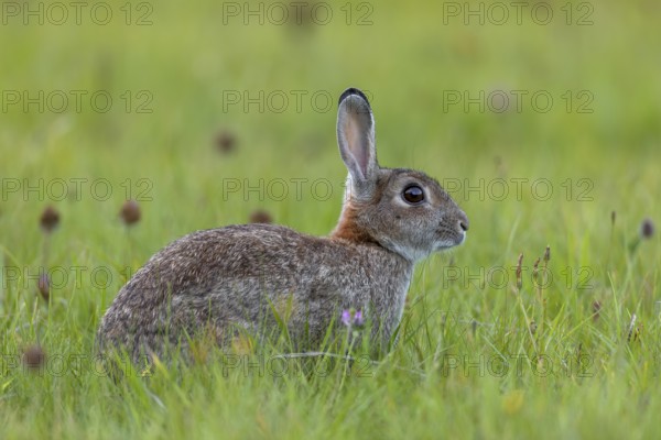 A wild rabbit (Oryctolagus cuniculus) secures attention, Germany