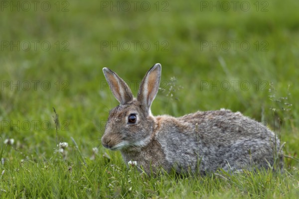 With such a rich food supply, the wild rabbit (Oryctolagus cuniculus) selectively eats different