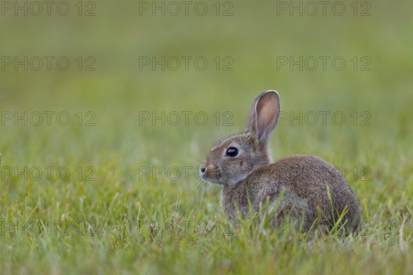 A wild rabbit (Oryctolagus cuniculus) young secures attention, Germany