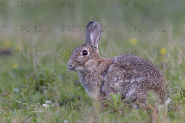 At dusk, the older wild rabbits (Oryctolagus cuniculus) come to the grazing areas, Germany