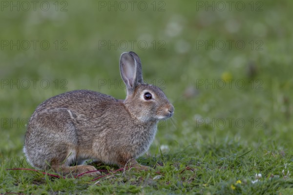 In the evening, the wild rabbits (Oryctolagus cuniculus) become active and appear in search of food