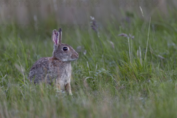 The spoons of older wild rabbits (Oryctolagus cuniculus) in particular often show their age,