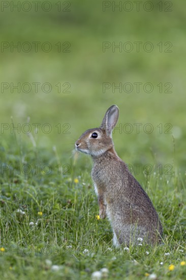 The young wild rabbit (Oryctolagus cuniculus) has stood upright to get a better overview, young