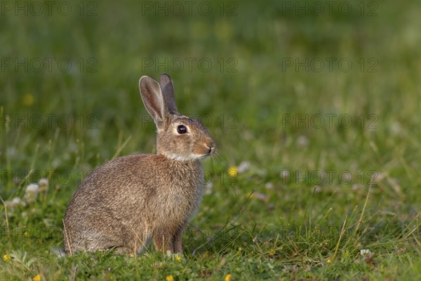 A young wild rabbit (Oryctolagus cuniculus) in the evening in a meadow, young animal, animal
