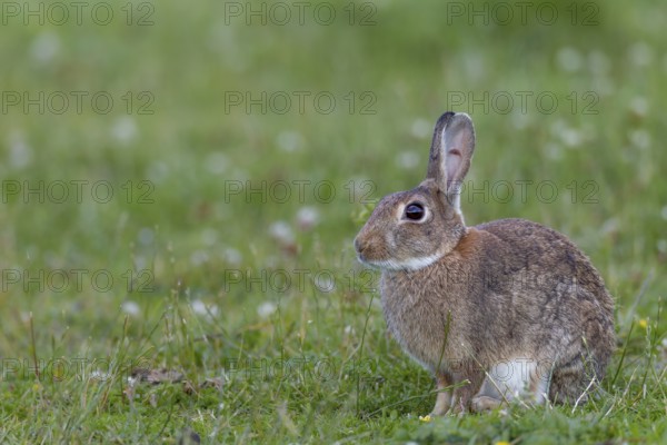 An adult wild rabbit (Oryctolagus cuniculus) in the early evening in a meadow with an injury in the