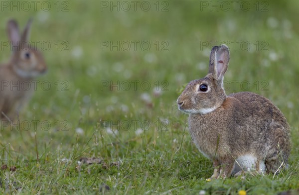 A wild rabbit (Oryctolagus cuniculus) cautiously approaches an adult buck, Germany