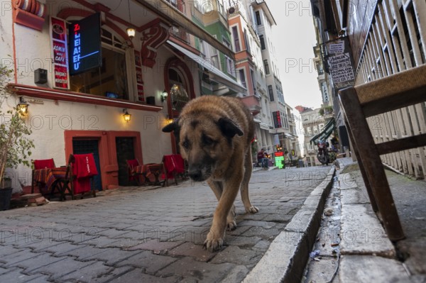 Istanbul, Turkey. February 3rd 2016 One of the thousands of Istanbul stray dogs prowling a side