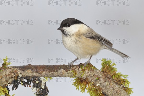 Willow Tit (Parus montanus), Willow Tit (Parus montanus) sitting on a branch overgrown with moss,