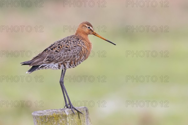 Black-tailed godwit (limosa limosa), on a perch, on a fence post, snipe birds, wildlife, nature