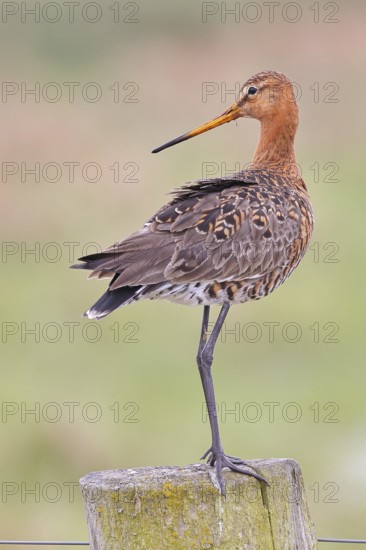 Black-tailed godwit (limosa limosa), on a perch, on a fence post, snipe birds, wildlife, nature