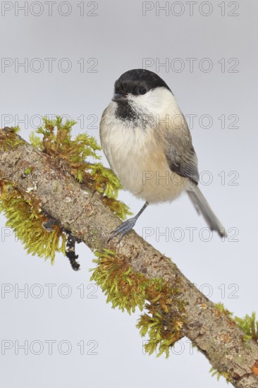 Willow Tit (Parus montanus), Willow Tit (Parus montanus) sitting on a branch overgrown with moss,