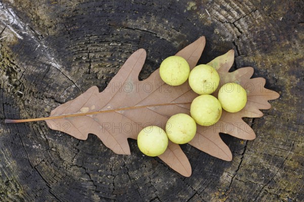 Common oak gall wasp (Cynips quercusfolii) on a leaf of an English oak, Wilnsdorf, North