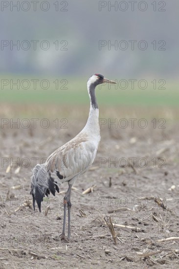 Crane (Grus grus), standing on a field, wildlife, nature photography, wet meadow, Ochsenmoor, Lake