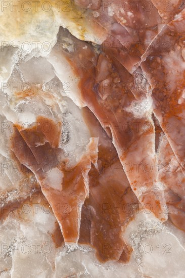 A detailed macro photograph of fossilized dinosaur feces (coprolite), showcasing its layered