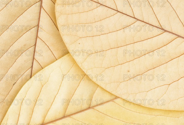 A detailed close-up of the underside of three Magnolia, Mark Jury leaves, showcasing their delicate