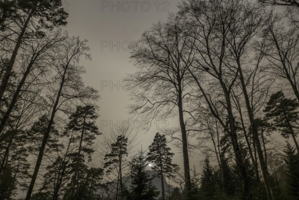 A hazy forest scene in Switzerland, dimmed under the effects of a Saharan sand storm, with tall