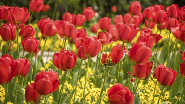 A picturesque view of vivid red tulips in full bloom, surrounded by a sea of yellow flowers in