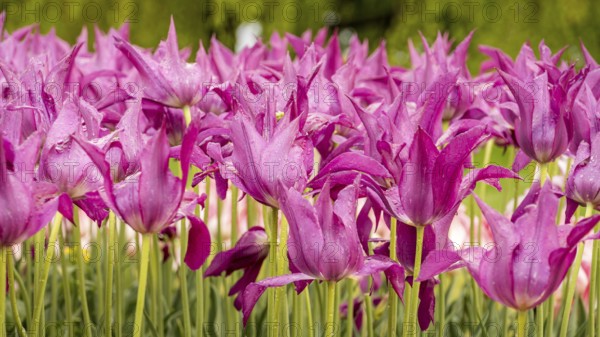 A vivid collection of chinese pink tulips adorned with glistening water droplets under natural