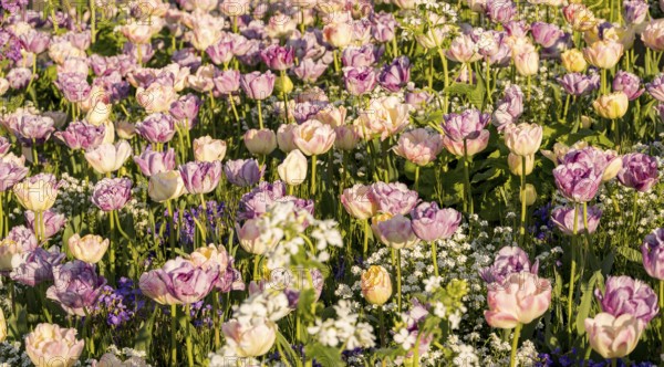 A scenic field bursting with tulips estella rijnveld in full bloom, illuminated by warm sunlight.