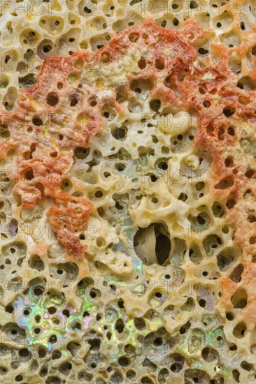 A detailed macro photograph of the intricate texture of an abalone shell, showcasing its vibrant