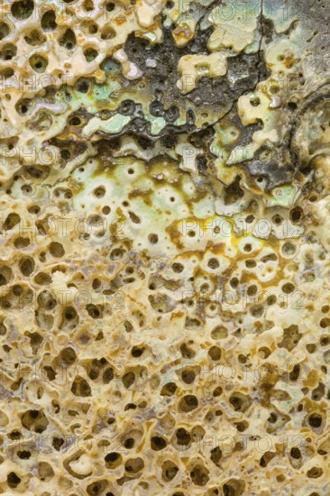 Macro view of the textured surface of an abalone shell, showcasing intricate natural patterns,
