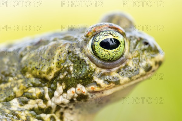 A detailed close-up of a natterjack toad, Epidalea calamita, showcasing its distinct, vibrant eye