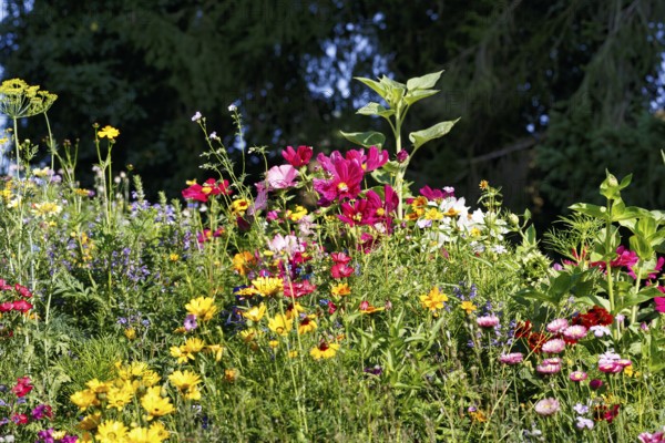 Sea of flowers, colorful wildflower meadow in summer, biodiversity, natural garden, Höxter, Germany