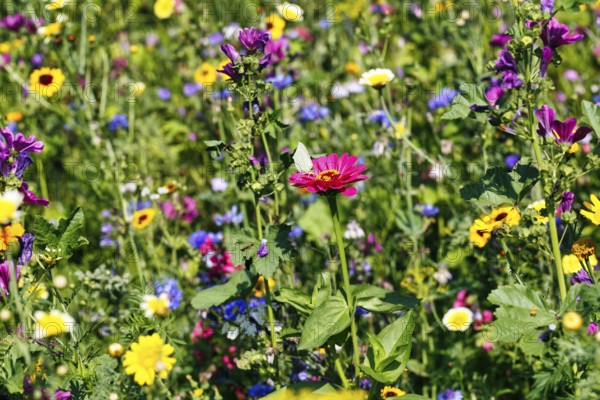Zinnias (Zinnia), mallows (Malva), cornflowers (Centaurea), coreopsis, dyer's chamomile (Anthemis)