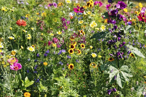 Ornamental basket (Cosmea), girl's eyes (Coreopsis tinctoria), oriental poppy (Papaver orientale),