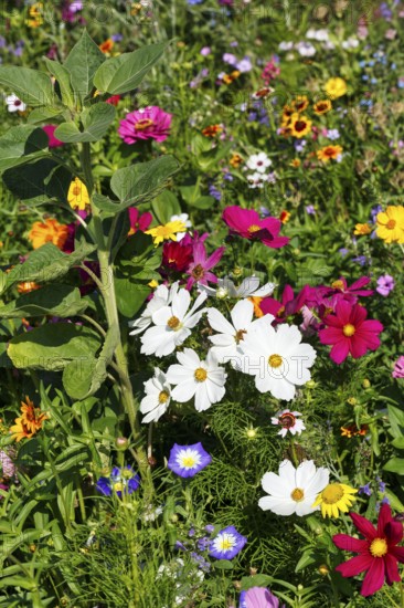 Ornamental basket (Cosmos bipinnatus), zinnia (Zinnia elegans), Dwarf Morning Glory (Convolvulus