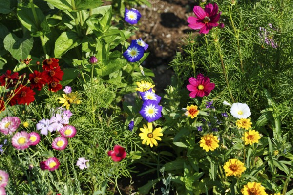 Dwarf Morning Glory (Convolvulus tricolor), Ornamental basket (Cosmos bipinnatus), Zinnia