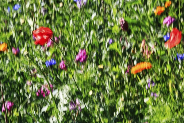 Colorful wildflower meadow in summer, biodiversity, various blossoms, natural garden, illustration,