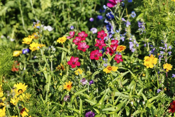 Linum grandiflorum (Linum grandiflorum), wildflower meadow in summer, cottage garden, Höxter,