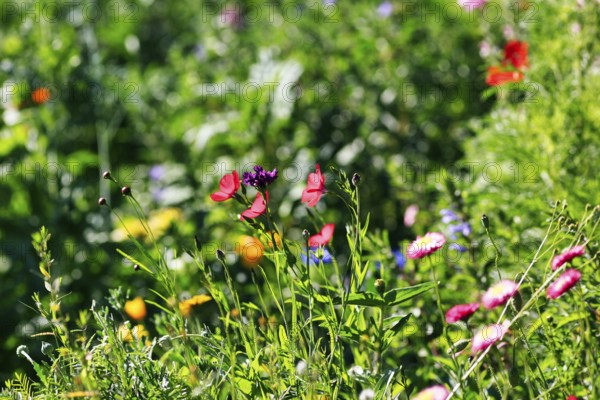 Carnations (Dianthus), Linum grandiflorum in wildflower meadow, colourful, various flowers,