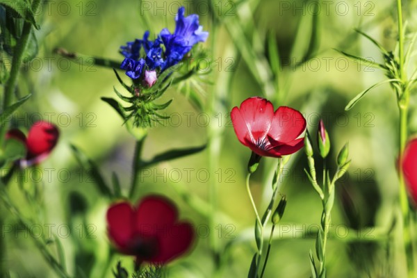 Linum grandiflorum, Viper's bugloss (Echium vulgare), striking wildflowers, close-up, colourful