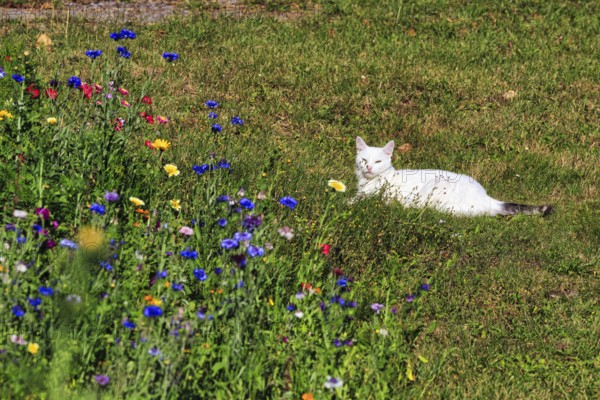 White domestic cat (Felis silvestris catus), male cat, outdoor cat lying on the lawn, next to a