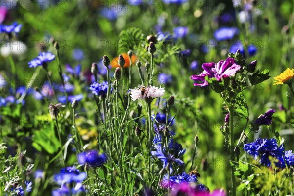Colourful wildflower meadow in summer, different coloured cornflowers (Centaurea cyanus), mallow