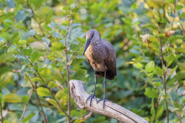 A hamerkop (Scopus umbretta) stands on a branch of a tree. Green vegetation can be seen in the