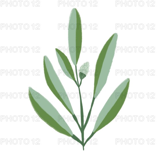 A minimalistic illustration of a green plant with elongated leaves and a single flower bud This